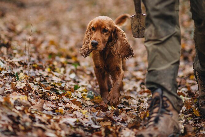 Truffle hunting for Nature Enthusiasts - An In-Depth Look at the Truffle Hunting Experience