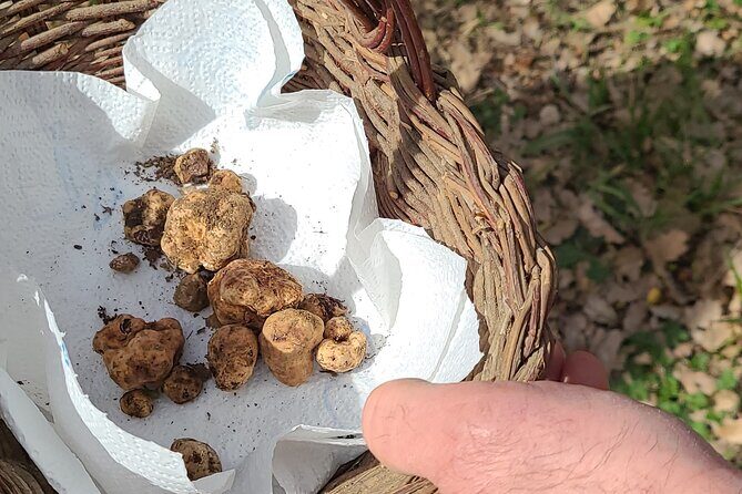 Truffle Hunting in Chianti, pasta class and lunch - Key Points