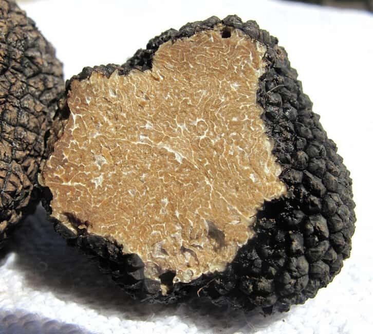 Truffle hunting in Istria private experience - Key Points