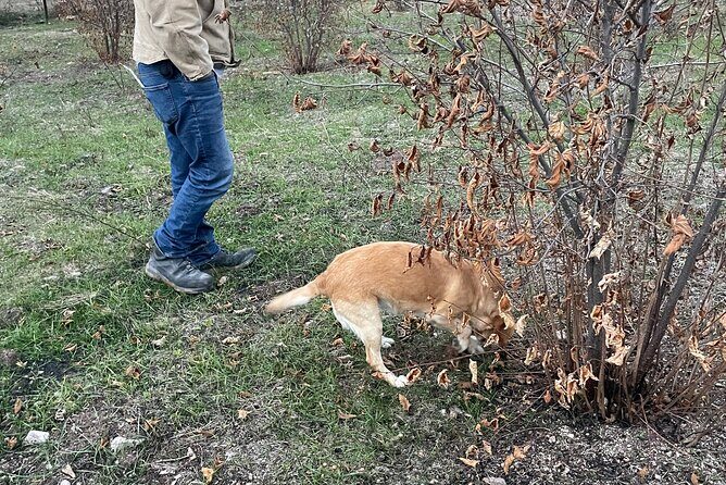 Truffle Hunting in Kyustendil - What to Expect from the Tour