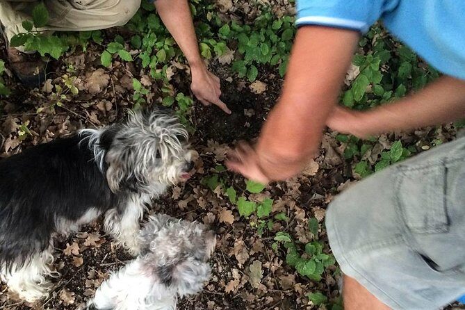 Truffle Hunting in Provence - The Experience: What to Expect from Start to Finish