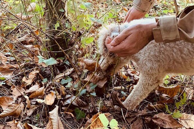 Truffle Hunting in San Miniato in Tuscany with Tasting - Frequently Asked Questions