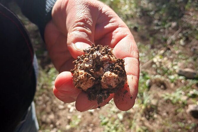 Truffle hunting in the Sicani mountains: a unique experience in Sicily - An Authentic Look at the Truffle Hunting Experience in Sicily