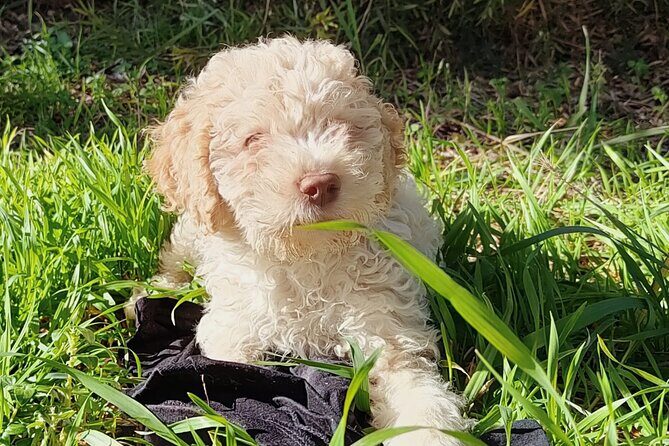 Truffle hunting in the Sicani mountains: a unique experience in Sicily - FAQ
