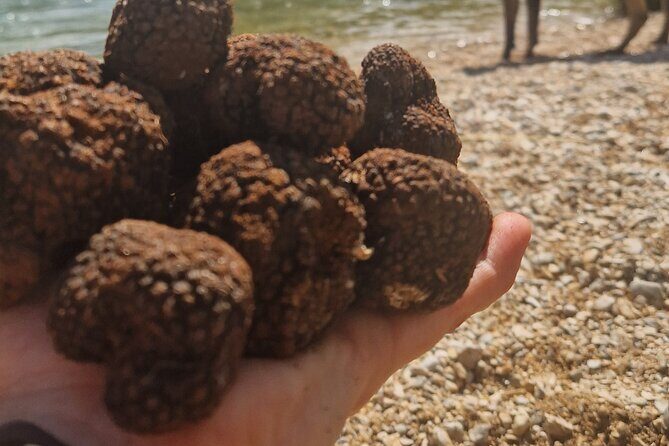Truffle Hunting in Velebit with Gastronomic Experience - Frequently Asked Questions