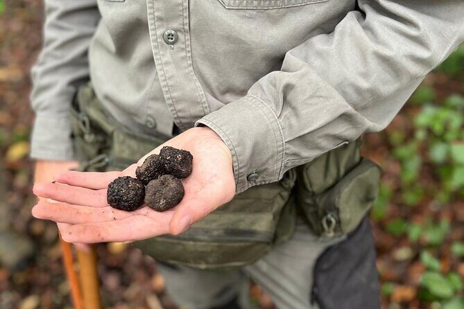 Truffle Hunting, Lunch & Cooking Class in Rome's Countryside - Who Will Love This Tour?