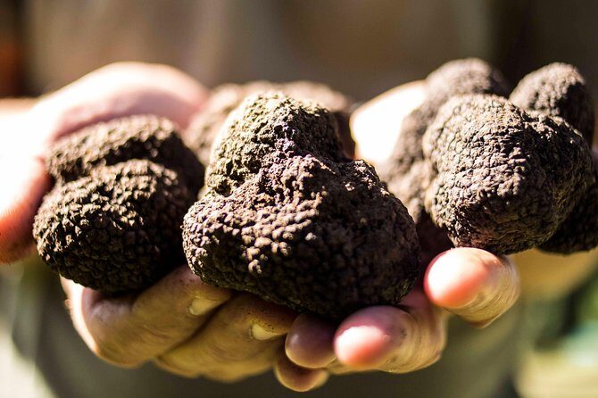Truffle hunting near Rome - Exploring the Details of the Truffle Hunting Experience