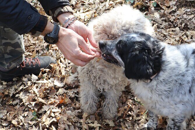 Truffle Hunting & Tasting in San Miniato Tuscany with Dogs - FAQs