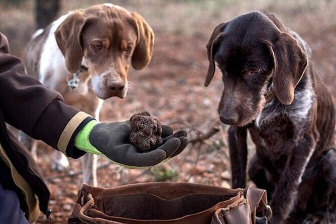 Truffle hunting tour from Rijeka - A Practical, Authentic Truffle Hunting Experience from Rijeka