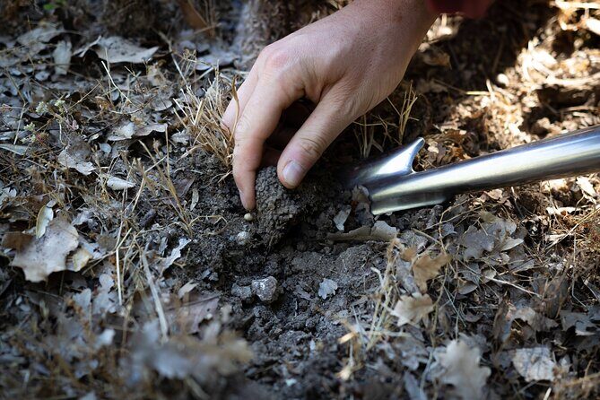 Truffle Hunting & Truffle Cooking Class - FAQ
