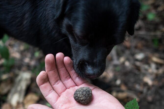 Truffle Hunting with Three Course Meal by Local Family - FAQ