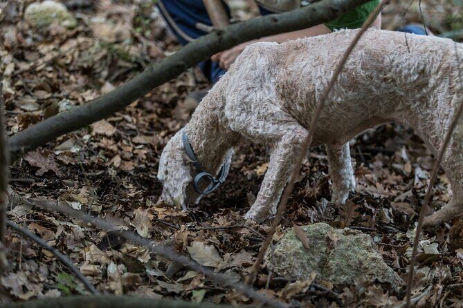 Truffle Lunch & Hunting Experience in San Gimignano - An In-Depth Look at the Truffle Hunting & Lunch Experience