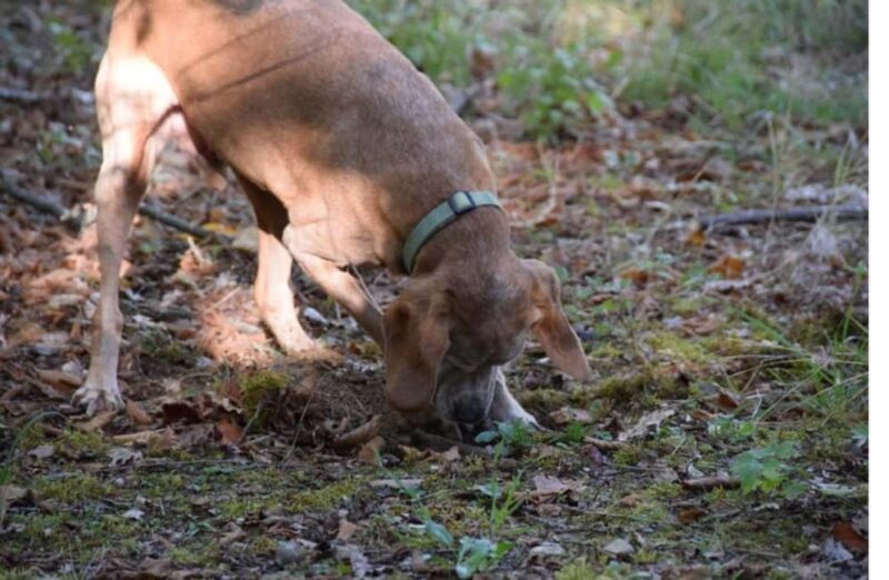 Truffle Tasting & Museum Tour in Umbria, near Perugia - Practical Details That Matter