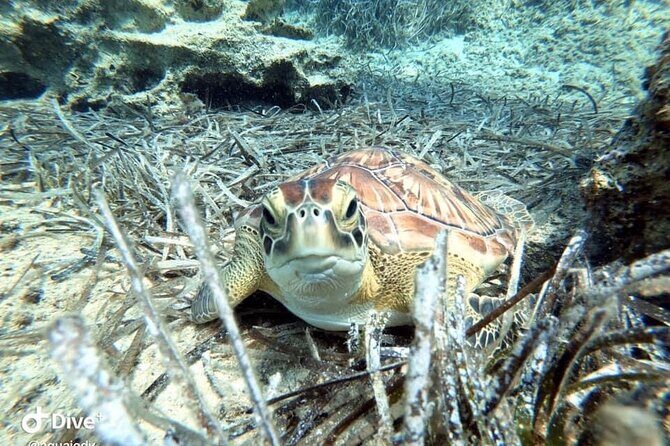 Try a Scuba Diving Experience - Final Thoughts: Is This Experience for You?