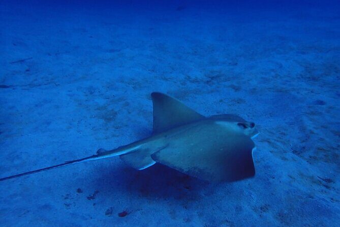 Try Dive in Abades Bay with a private instructor - The Experience at a Glance