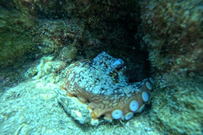 Try Dive in Abades Bay with a private instructor - FAQ