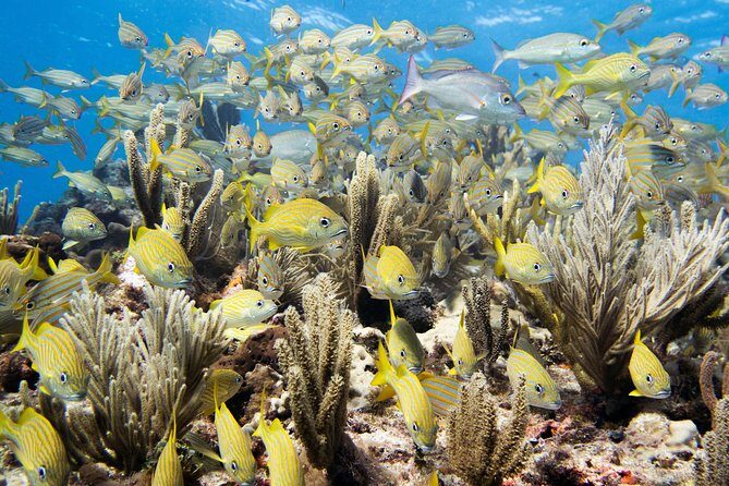 Try Dive in Cancun Underwater Museum - Who Will Enjoy This Tour?