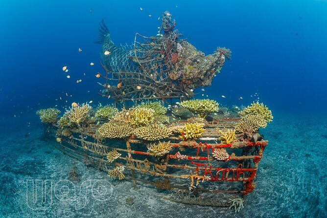 Try Dive Program in the Biorock Pemuteran - In-Depth Review: What to Expect from the Try Dive Program