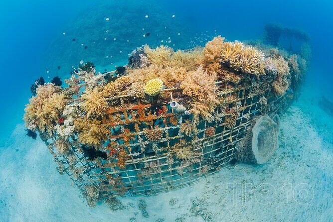 Try Dive Program in the Biorock Pemuteran - FAQ