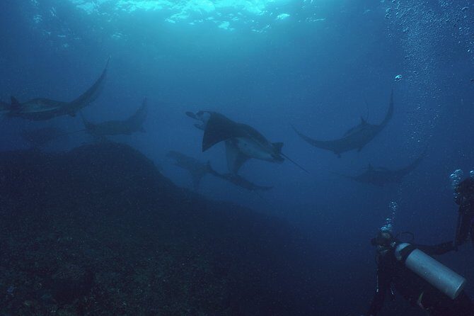 Try Dive with Manta Rays in Bali - Detailed Review: What to Expect from Your Manta Encounter in Bali