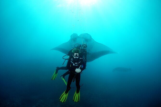Try Dive with Manta Rays in Bali - Who Is This Tour Best For?