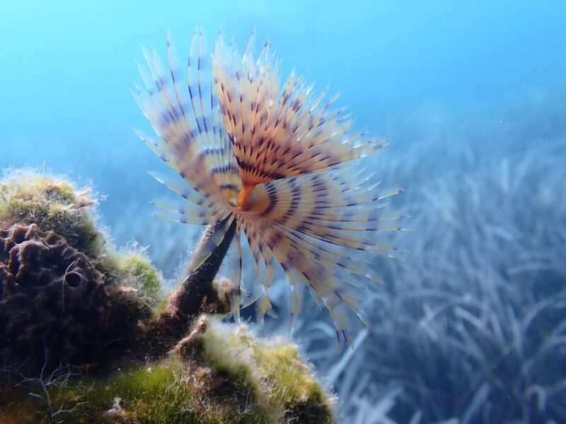 Try Diving Adventure - Price and Value