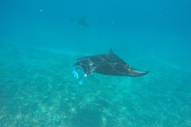 Try Diving in Manta Point - Nusa Penida - Try Diving in Manta Point - Nusa Penida: An Honest Overview