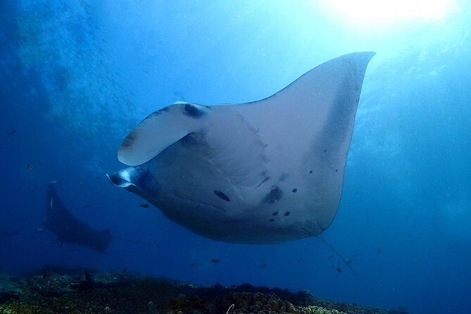 Try Diving in Manta Point - Nusa Penida - The Detailed Experience of Try Diving in Nusa Penida