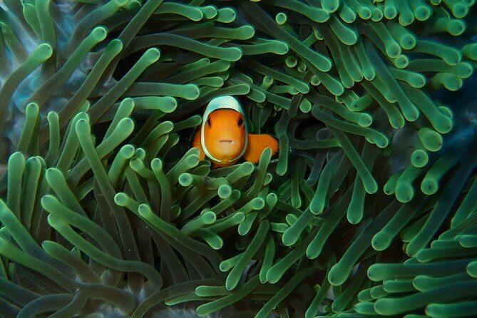 Try Diving in Nusa Lembongan - Penida. For beginners (with 2 ocean dives) - What to Expect from the Experience