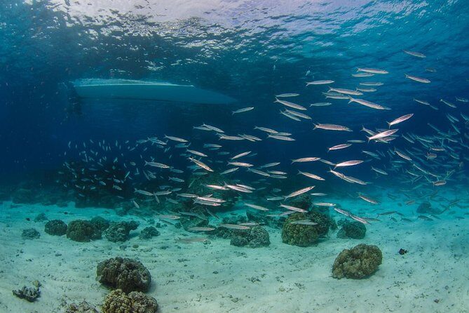 Try Diving in the beautiful Andaman Sea - Who Is This Tour Best For?