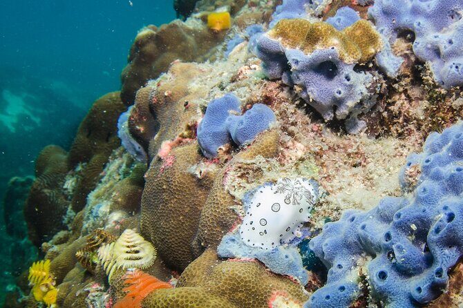 Try Scuba Diving 2 Dives Bang Bao - Introduction: What Makes This Tour Special?