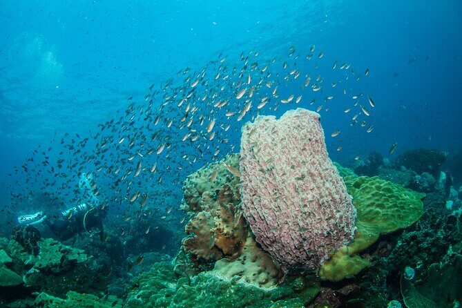 Try Scuba Diving 2 Dives Bang Bao - Frequently Asked Questions