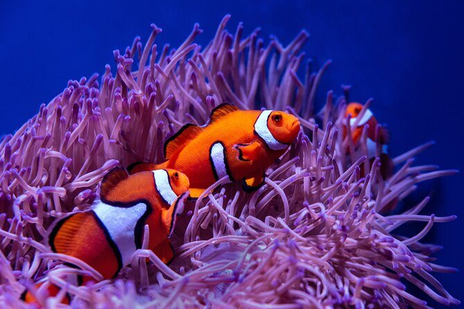 Try scuba diving at the Liberty Wreck Tulamben (from South Bali ) 1 or 2 dives - Who Is This Tour Best For?