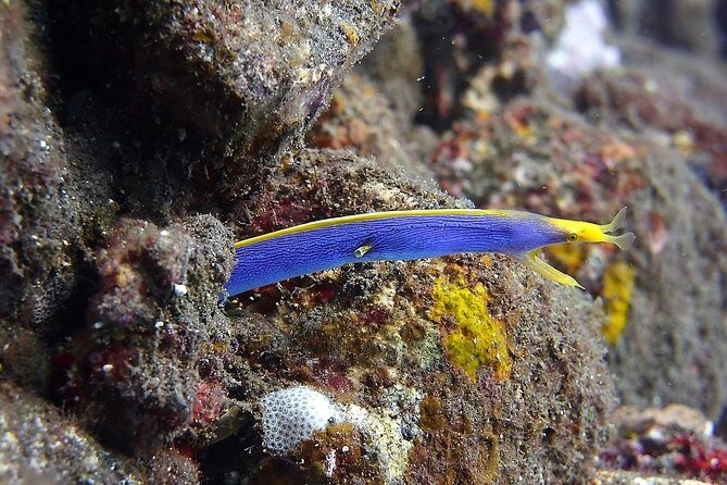 Try Scuba Diving at Tulamben Shipwreck - Authenticity and Traveler Insights
