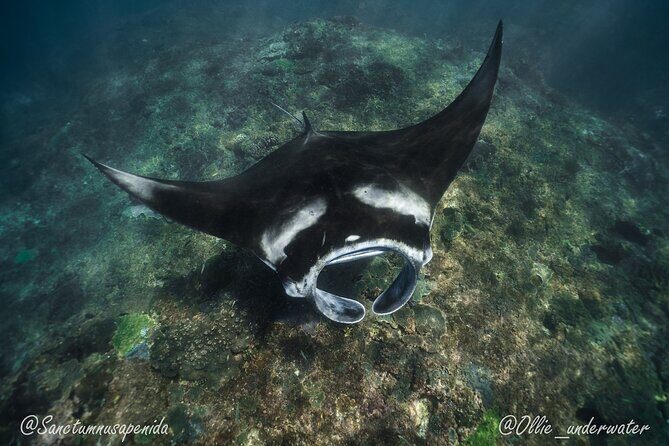 Try Scuba Diving for Beginners with manta rays (Non - Certified) - Overview of the Experience