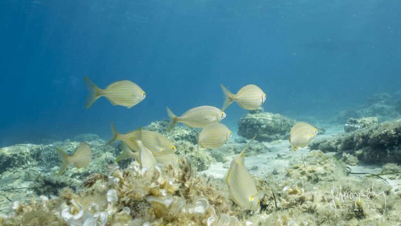 Try Scuba Diving from Boat in Budva - Budva Diving Center - An Introduction to the Experience