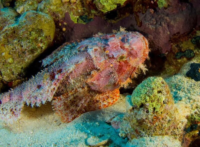 Try Scuba Diving from Boat in Budva - Budva Diving Center - FAQ