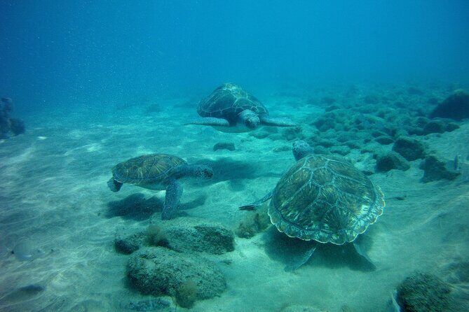 Try Scuba Diving in a turtle area (boat) - Authentic Insights from Reviews