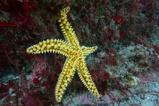 Try Scuba Diving in Arrabida Natural Park (Near Lisbon) with pictures - FAQ