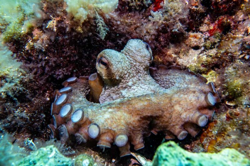 Try Scuba Diving in Cala d'Or  No Experience Needed - What Reviewers Say