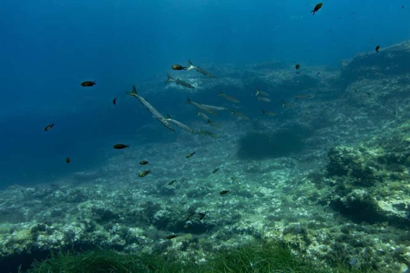 Try Scuba Diving in Cala d'Or  No Experience Needed - Final Thoughts