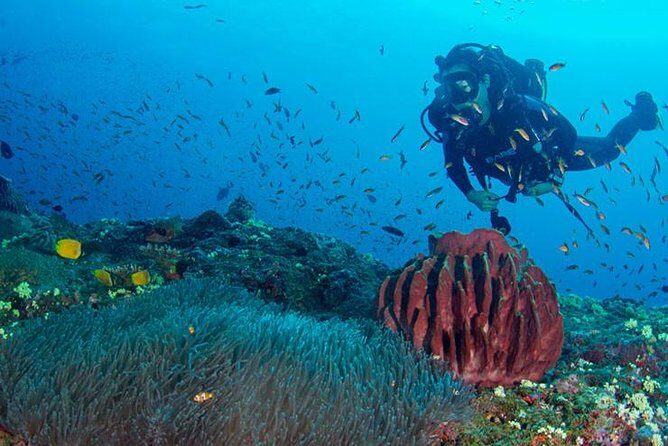 Try Scuba Diving In Havlock - Key Points