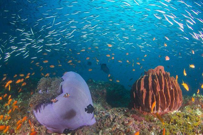 Try Scuba Diving In Havlock - Introduction to the Experience