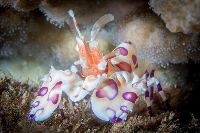 Try Scuba Diving in Kauai: No Experience Needed - The Sum Up: Who is This Tour Best For?