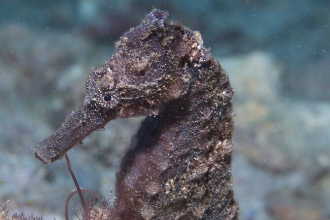 Try Scuba Diving in Kauai: No Experience Needed - FAQ