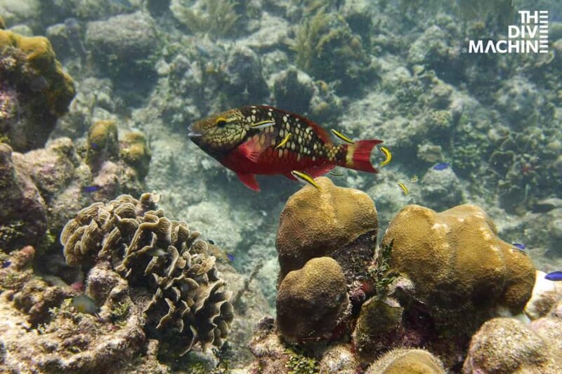 Try Scuba Diving in Playa del CarmenDive Machine Experience - Final Thoughts