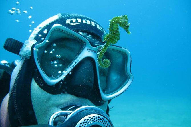 Try Scuba Diving in Split - An In-Depth Look at the Experience