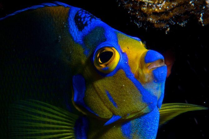 Try Scuba Diving - No previous experience! - FAQ