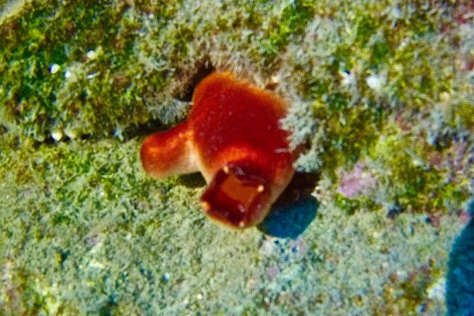 TRY SCUBA DIVING with a Dedicated Instructor - An In-Depth Look at the Experience