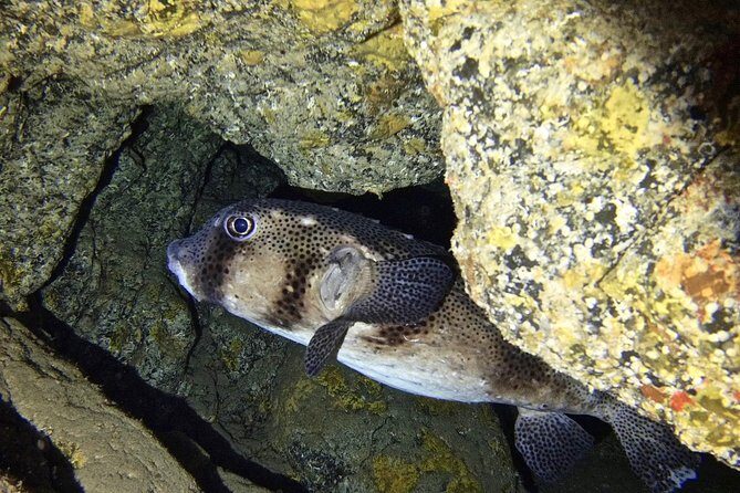 TRY SCUBA DIVING with a Dedicated Instructor - Who Should Consider This Experience?